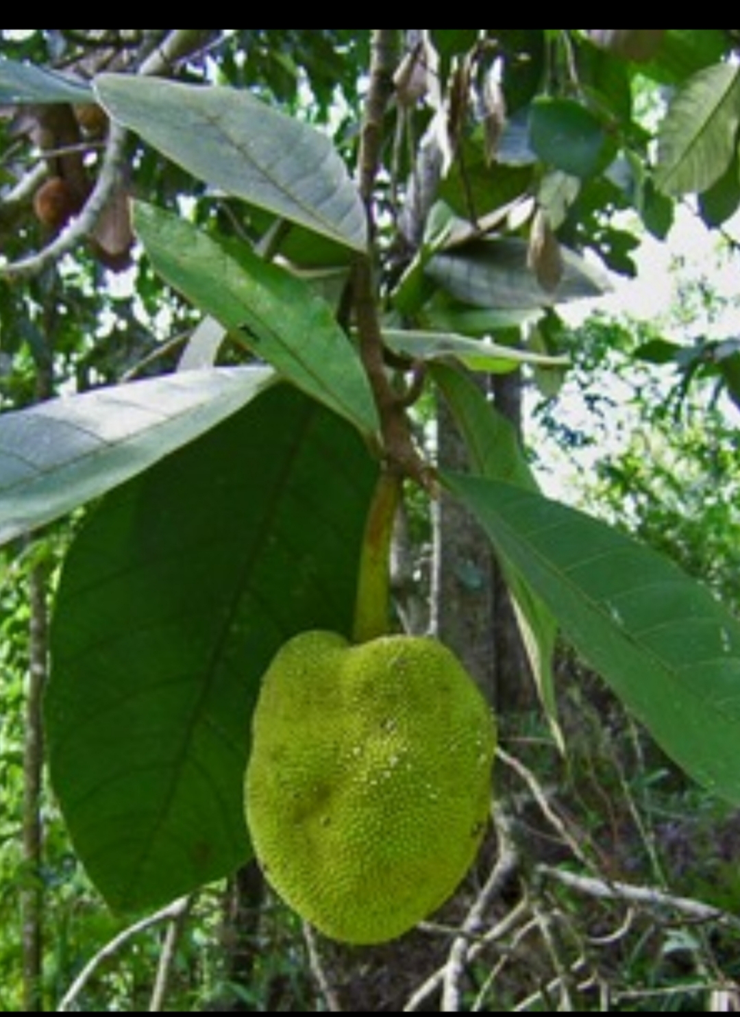 Pemburu Getah Terap, Dilarang Masuk Woko