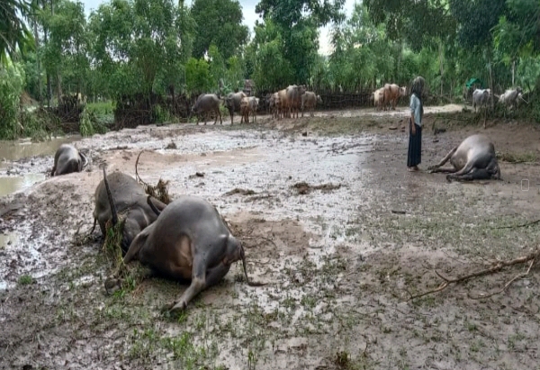 Puluhan Ekor Ternak Kerbau Mati Terseret Banjir