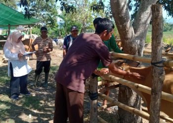 Waspadai Virus PMK, Peternak di Dompu Secara Sadar Lakukan Vaksinasi 