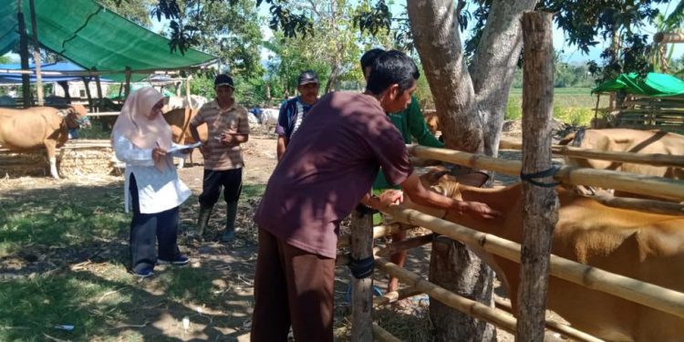 Waspadai Virus PMK, Peternak di Dompu Secara Sadar Lakukan Vaksinasi 