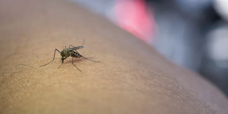 Tahun 2024, Kasus Serangan DBD di Dompu Cenderung Menurun