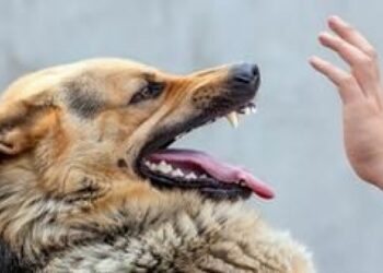 Dompu Masih Tersandra Status KLB Rabies