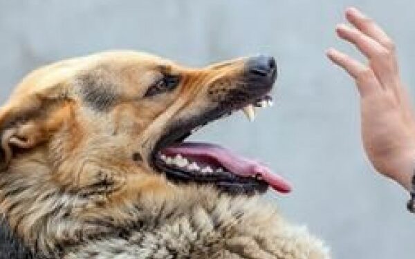 Dompu Masih Tersandra Status KLB Rabies