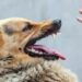 Dompu Masih Tersandra Status KLB Rabies