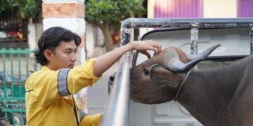 Perkuat Hubungan Sosial, STM Distribusikan 11 Ekor Sapi untuk Masyarakat Dompu