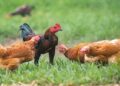 Manfaat Beternak Ayam Kampung: Peluang Bisnis dan Sehat untuk Keluarga