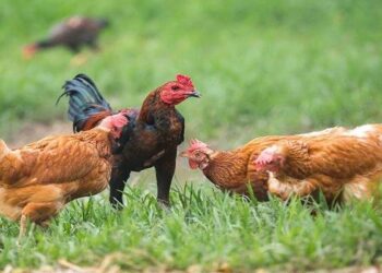Manfaat Beternak Ayam Kampung: Peluang Bisnis dan Sehat untuk Keluarga