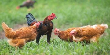 Manfaat Beternak Ayam Kampung: Peluang Bisnis dan Sehat untuk Keluarga