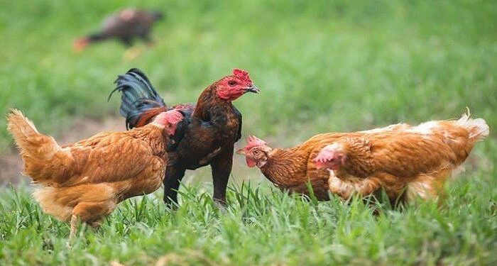 Manfaat Beternak Ayam Kampung: Peluang Bisnis dan Sehat untuk Keluarga