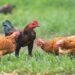 Manfaat Beternak Ayam Kampung: Peluang Bisnis dan Sehat untuk Keluarga